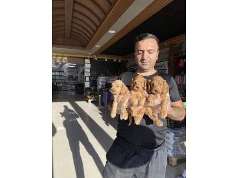Kaliteeeeee arayanlara maltipoo yavrular ankara mağazamzda