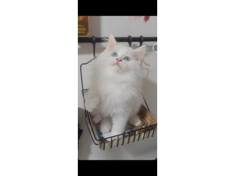 British longhair kedisi
