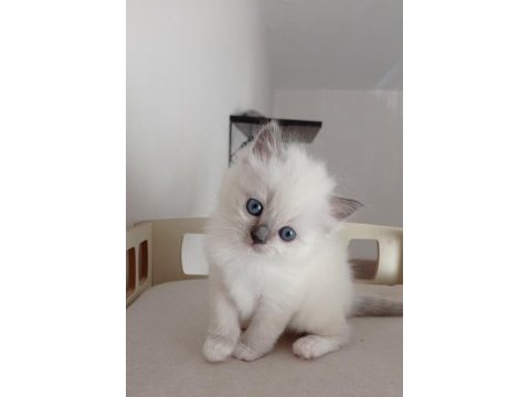 Şecereli anneden ve babadan ragdoll