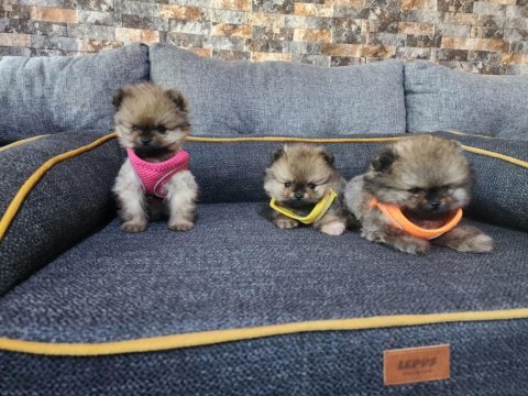 Saf kan tea cup pomeranian yavrularım
