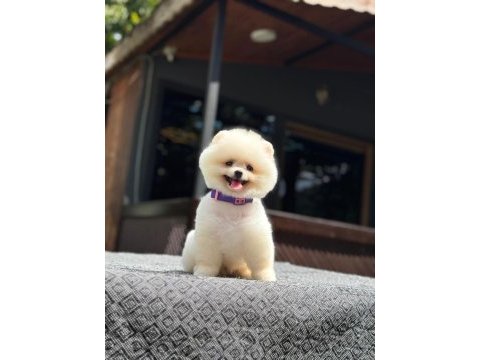 Yavru pomeranian boo yavruları
