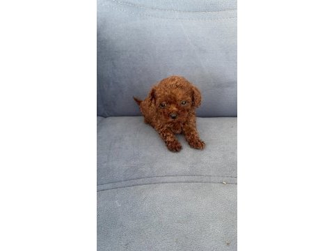 Kore kan wc eğitimli toy poodle yavruları