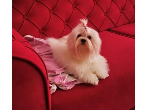 Küt burun kar beyaz tüy dökmez koku yapmaz maltese bebekler