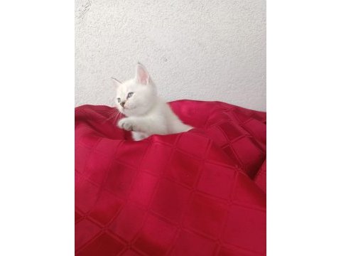 British shorthair yavruları