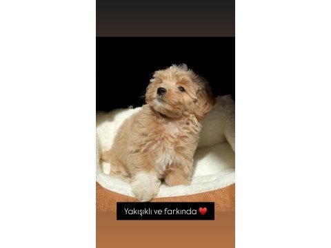Efsane maltipoo korean yavru