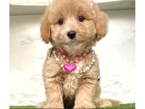 0 numara mini boy mükemmel kalite maltipoo yavru