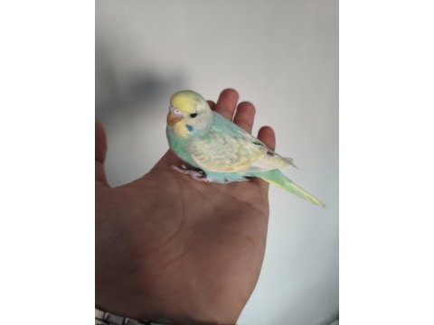 Satılık yeni yeme düşmüş muhabbet kuşu
