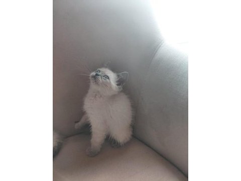 2 aylık british shorthair yavru kedilerimiz