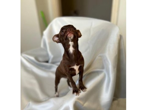Chihuahua inci hanım ile tanışın