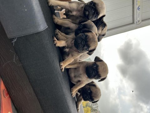 Pug mops gül kuyruk orjinal