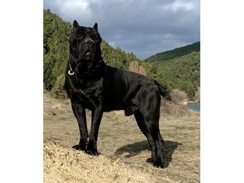 Dev cane corso yavrularımız