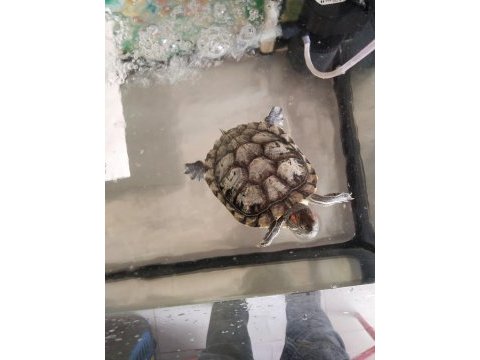 1 dişi ve 1 erkek kaplumbağa