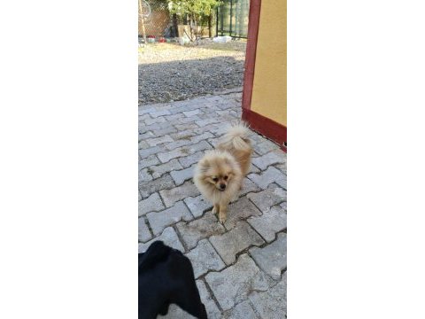 Bu güzelliklerde benden gelsin pomeranian