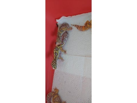 6 aylık mack snow leopard gecko