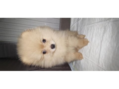 Bu pomeranian bal kız yuva arıyor