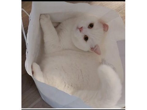 Asil ve yakışıklı british shorthair