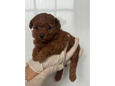 Erkek dişi toy poodle bebekler 
