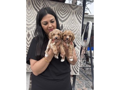 Ufacık maltipoo yavrularım