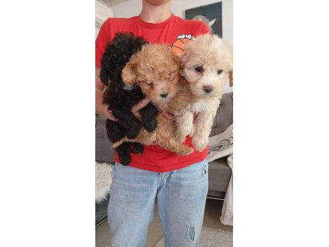 Ev ortamında büyümüş olan minik köpekler