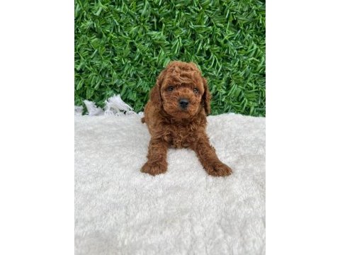 Toy poodle baby