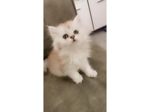 Zümrüt gözlü british longhair dişi