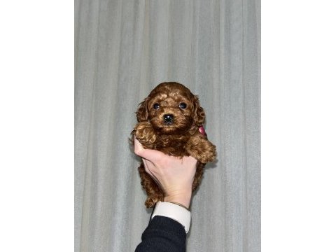 Kore poodle
