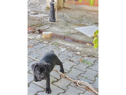 Cane corso köpeği