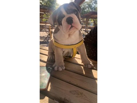 Tombik english bulldog yavrumuz