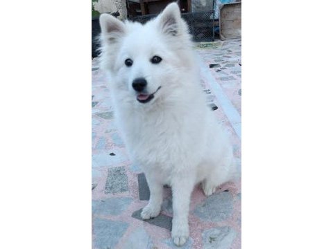 6 aylık erkek japon spitz