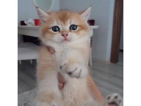 British shorthair ny12 golden erkek yavru