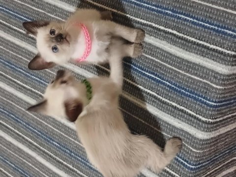 Safkan siyam kedisi yavruları