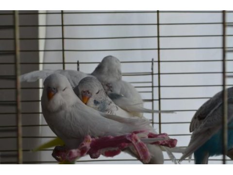 Yuvadan yeni yeme düşmüş jumbo kırması muhabbet kuşu