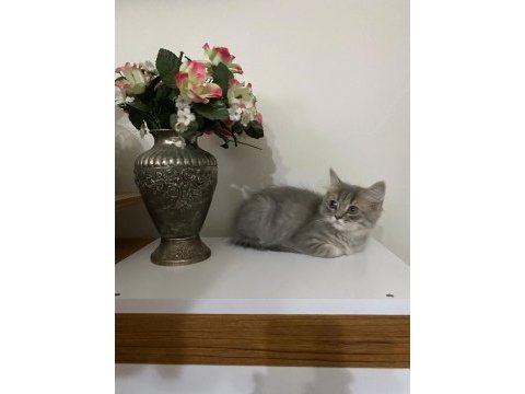 Cins kedi sahiplendirme acil