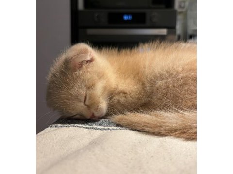 Yavru scottish fold latte
