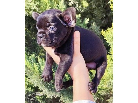 Egzotik french bulldog yavrular