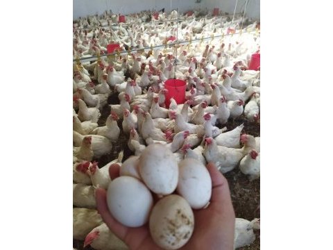 Ücretsiz kargo kapıda ödeme lohman brown tindet ataks