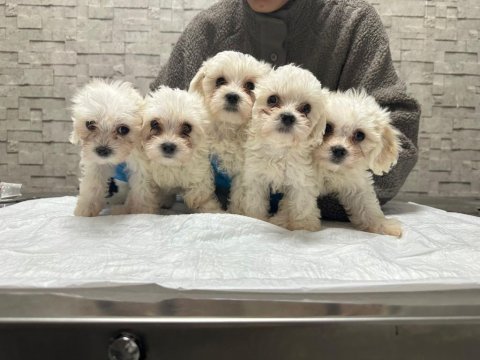 Korea teacup maltese yavrularımız