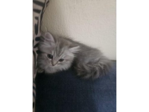 2,5 aylık british longhair yavrular