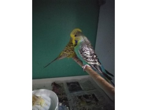 Muhteşem şov jumbo lar yeni çift
