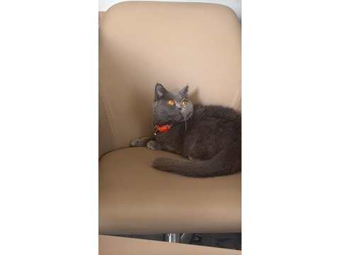 British shorthair kedisi