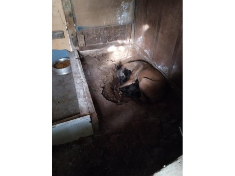 Kişi ve alan koruma malinois