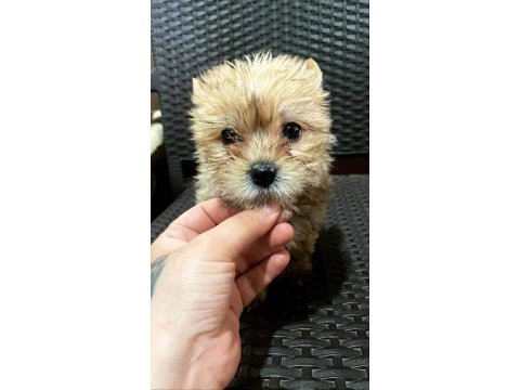 Egzotik yorkshire terrier 0 numara