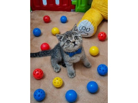 Scottish straight tabby erkek bebeğim