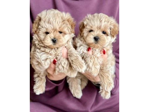 F2 maltipoo yavruları