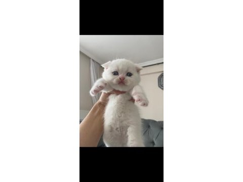 Scottish fold erkek kardeşler
