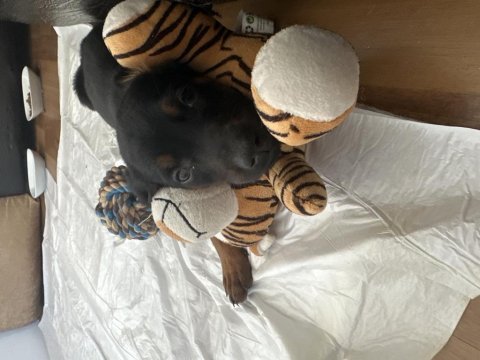 36 günlük son siyah dişi doberman