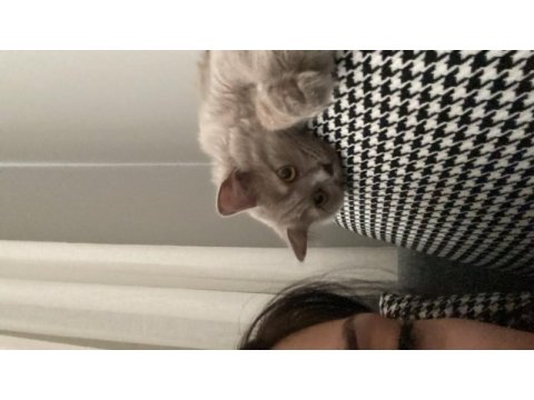 British longhair 8 aylık