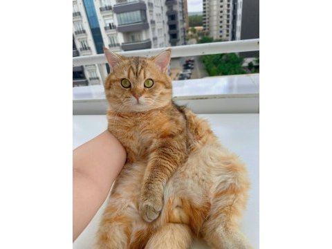 Kedi eş bulma british shorthair