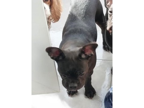 Yavurlarımız yeni yuva arıyor french bulldog