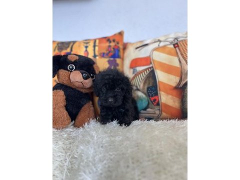Maltipoo bebiş